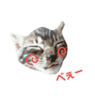 子猫のうずら♥（個別スタンプ：13）