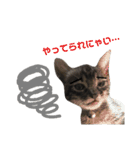子猫のうずら♥（個別スタンプ：14）