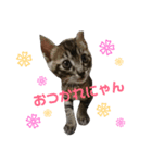 子猫のうずら♥（個別スタンプ：15）