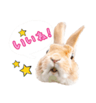 ぷーまーみーの日常スタンプ（個別スタンプ：1）
