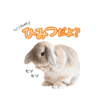ぷーまーみーの日常スタンプ（個別スタンプ：6）