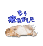 ぷーまーみーの日常スタンプ（個別スタンプ：9）
