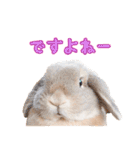 ぷーまーみーの日常スタンプ（個別スタンプ：13）