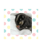 フクロモモンガのはづきちくん（個別スタンプ：7）