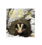 フクロモモンガのはづきちくん（個別スタンプ：11）