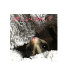 フクロモモンガのはづきちくん（個別スタンプ：23）