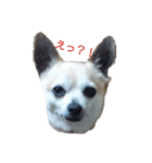 我が家のわんちゃんで日常会話（個別スタンプ：3）