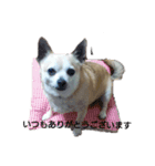 我が家のわんちゃんで日常会話（個別スタンプ：6）