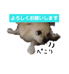 我が家のわんちゃんで日常会話（個別スタンプ：11）