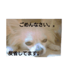 我が家のわんちゃんで日常会話（個別スタンプ：16）