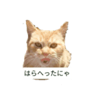こじにゃ（個別スタンプ：1）