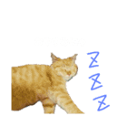 こじにゃ（個別スタンプ：3）