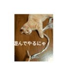 こじにゃ（個別スタンプ：4）