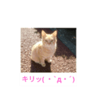 こじにゃ（個別スタンプ：5）