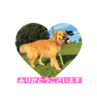 ゴールデンのニコと仲間たちの日常（個別スタンプ：11）