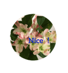 植物画風スタンプ（個別スタンプ：8）