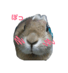 かわいい我が家のうさぎ達（個別スタンプ：1）