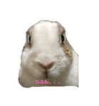 かわいい我が家のうさぎ達（個別スタンプ：3）