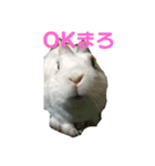 かわいい我が家のうさぎ達（個別スタンプ：4）