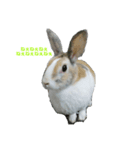 かわいい我が家のうさぎ達（個別スタンプ：6）