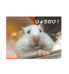 今日のけだま2（個別スタンプ：1）