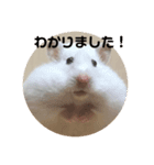 今日のけだま2（個別スタンプ：3）