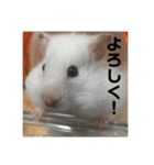 今日のけだま2（個別スタンプ：4）