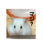 今日のけだま2（個別スタンプ：5）