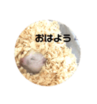 今日のけだま2（個別スタンプ：7）