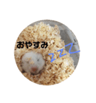 今日のけだま2（個別スタンプ：8）
