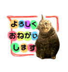 ユミの猫2（個別スタンプ：1）