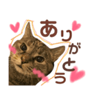 ユミの猫2（個別スタンプ：2）
