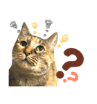 ユミの猫2（個別スタンプ：3）