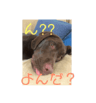 チョコラブのゴディ❶（個別スタンプ：4）