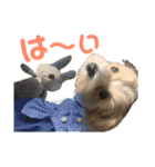 かるーあ♡マルプーの女の子（個別スタンプ：10）