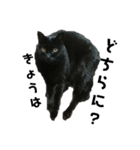 我が家の猫様①あずきあんこごま（文字あり（個別スタンプ：1）