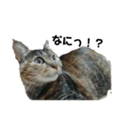 我が家の猫様①あずきあんこごま（文字あり（個別スタンプ：2）