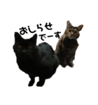 我が家の猫様①あずきあんこごま（文字あり（個別スタンプ：6）