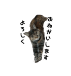 我が家の猫様①あずきあんこごま（文字あり（個別スタンプ：7）