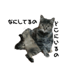 我が家の猫様①あずきあんこごま（文字あり（個別スタンプ：9）
