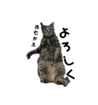 我が家の猫様①あずきあんこごま（文字あり（個別スタンプ：10）
