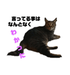 我が家の猫様①あずきあんこごま（文字あり（個別スタンプ：11）