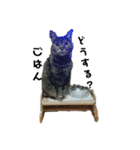我が家の猫様①あずきあんこごま（文字あり（個別スタンプ：12）