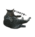 我が家の猫様①あずきあんこごま（文字あり（個別スタンプ：13）