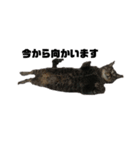 我が家の猫様①あずきあんこごま（文字あり（個別スタンプ：15）