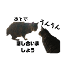我が家の猫様①あずきあんこごま（文字あり（個別スタンプ：16）