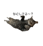 我が家の猫様①あずきあんこごま（文字あり（個別スタンプ：17）