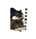 我が家の猫様①あずきあんこごま（文字あり（個別スタンプ：19）