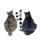 我が家の猫様①あずきあんこごま（文字あり（個別スタンプ：20）