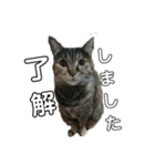 我が家の猫様①あずきあんこごま（文字あり（個別スタンプ：21）